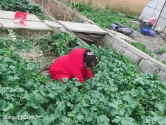 -小鱼草莓采摘园农家乐·小鱼餐厅