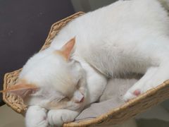 -藏猫猫咖啡主题馆(中央大道店)