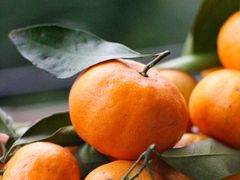 -南宁良凤江国家森林公园