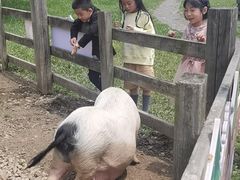 -田园东方蜜桃村的田野营地