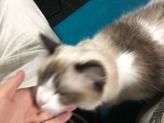 -Goku PET SHOP宠物视觉生活馆(双井店)