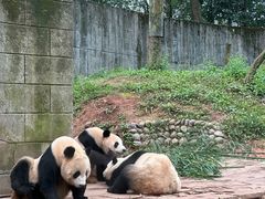 -中国大熊猫保护研究中心雅安碧峰峡基地