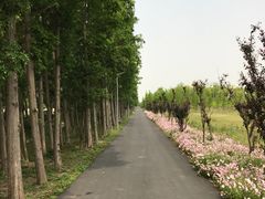 -上海长兴岛郊野公园