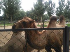 景点-长白岛森林公园