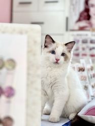 -兔猫ToMoreNails美甲美睫