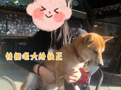 -柴犬高等学院·狗咖·柴犬售卖·宠物训练