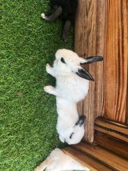 -萌宠亲子动物乐园(槐房万达店)