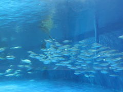 -鹿儿岛水族馆