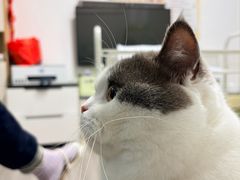 -欣宠猫屋·矮脚拿破仑·蓝金金渐层