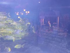 -烟台海昌鲸鲨海洋公园