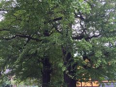 -永州阳明山国家森林公园