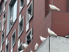 -野人先生现做冰淇淋(北京顺义祥云小镇店)