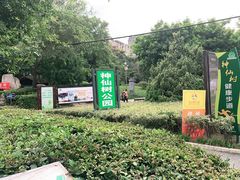 -神仙树公园