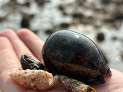 -贝壳沙滩