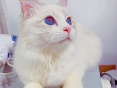 -Bastet sally猫舍购宠(静安店)
