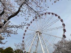-顾村公园