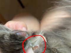 -PETKIT 小佩宠物·低压洗护·美容·寄养(安远店)