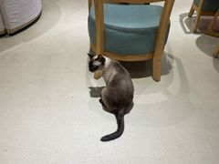 -藏猫猫咖啡主题馆(中央大道店)