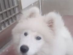 -翊宠yipet猫狗购宠庄园犬舍•猫舍