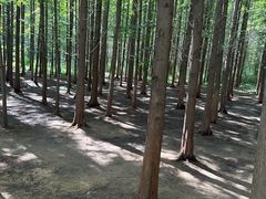 -日照海滨国家森林公园
