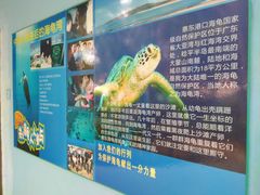 -广东惠东海龟国家级自然保护区