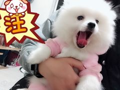 -爱贝特动物医院·猫口炎专科