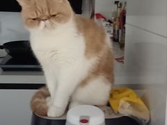 -可蒙动物医院·猫科·骨科中心(首义路店)