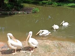 -深圳野生动物园