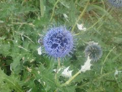 -白草畔自然风景区