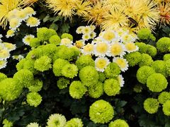 -南山植物园