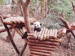 -成都大熊猫繁育研究基地