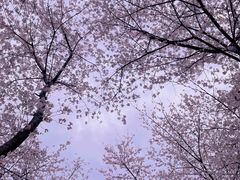 -顾村公园