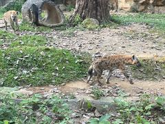 -清迈夜间动物园