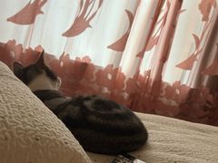 -宠颐生宠物医院·异宠猫科内科·诊疗中心宠巢店