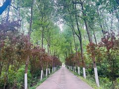 -合肥滨湖国家森林公园