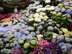 -双季花艺园艺市场(浦东店)