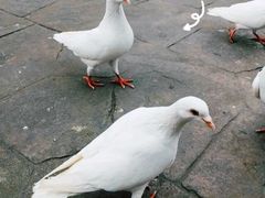 -南湖梦幻岛