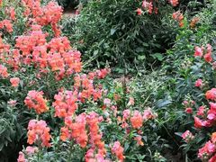 -松山湖梦幻百花洲