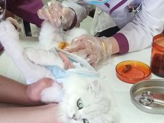 -宠爱国际动物医院· 猫科· 外科·中兽医(长白店)