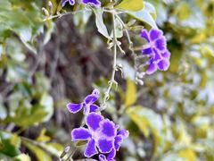 -中国科学院华南植物园