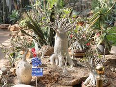 -国家植物园南园