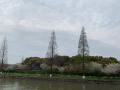 -高东镇樱花园