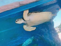 -明记海鲜大排档(巽寮湾店)