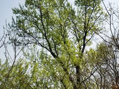 -鹫峰国家森林公园