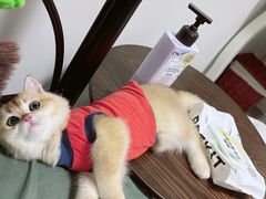 -东方名猫馆·英短金渐层布偶猫舍(环线广场1号楼店)