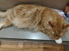 -MOCHA明星猫咖(田子坊店)