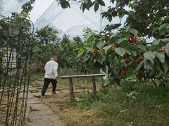 -樱桃山旅游景区