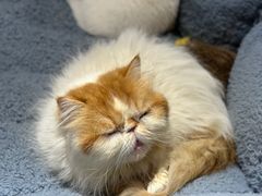 -有猫主题·治愈系猫咖(曾厝垵店)