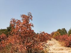 -北京西山国家森林公园