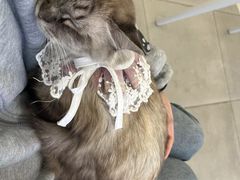 -怪兽屋·羊驼·猫咖·狗咖(俊华广场店)